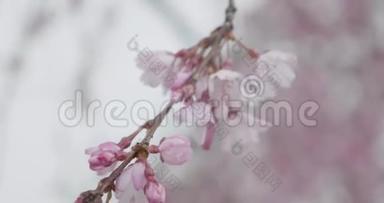 日本樱花盛开季节，樱花枝上开着漂亮的粉红色樱花